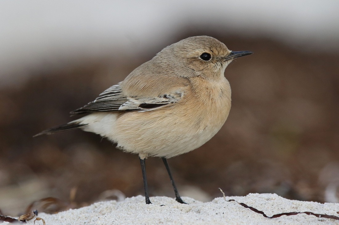 białorzytka pustynna