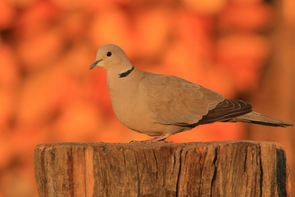 Sierpówka Stanisław Turowski fotografia ornitologiczna